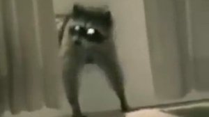 Енот ворует коврик.