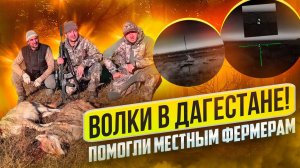 Волки в Дагестане напали на скот! Магомед и Али помогают фермерам с хищником. Добыли трёх волков.