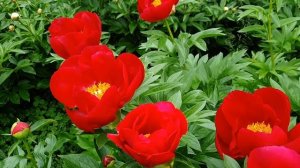 Пион Illini Warrior ( Иллини Уориор)