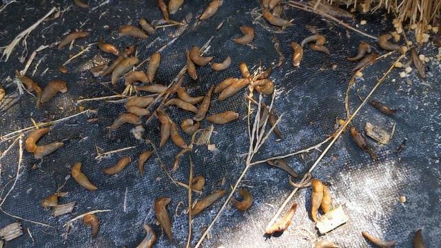 ПОСЛЕДНИЙ УЖИН для СЛИЗНЕЙ! смотреть онлайн