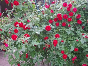 РОЗЫ КОРДЕСА. ПРОФИЛАКТИКА ПЯТНИСТОСТИ. НАЧИНАЮЩИМ