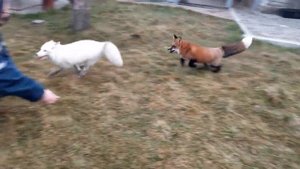 ЛисЯша и Дуся. Утренние скачки