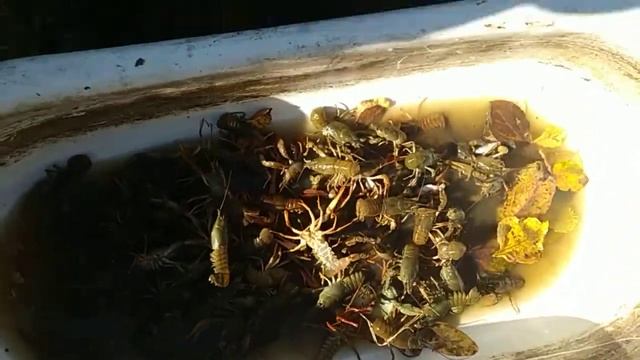 Ловля раков 09 10 2022 смотреть онлайн