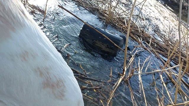 Конфуз на прогулке. Алабай ушел под воду!