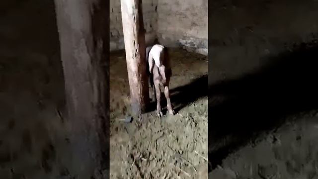ягнёнка бульдозера порода арашан