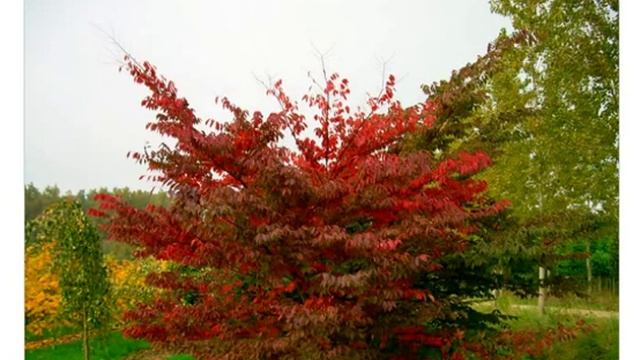 Дзельква пильчатая (zelkova serrata seeds) смотреть онлайн