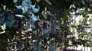 САМЫЕ НЕОБЫЧНЫЕ ЦВЕТЫ В МИРЕ