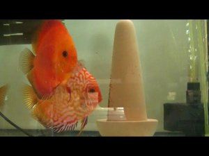 Оранжевый Пиджен и Мальборо. Первый нерест самки.