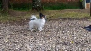 Щенок папильон в продаже  Сука 5 мес Питомник БОН ПЛЕЗИР