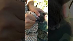 Как лечить от ушных клещей котов.