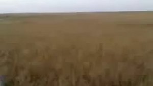 Нукус устюртский плата охота