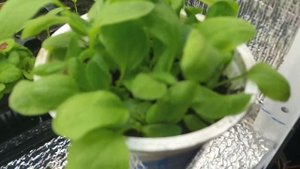 РУДБЕКИЯ РАССАДА