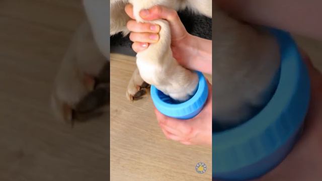 КАК СТАТЬ ИДЕАЛЬНЫМ ХОЗЯИНОМ ДЛЯ СОБАКИ 🐶ЛАЙФХАКИ И ГАДЖЕТЫ ДЛЯ ПИТОМЦЕВ