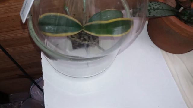 mudas jovens de Phalaenopsis schilleriana , stuartiana e variagata смотреть онлайн