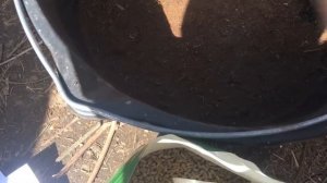 Рододендроны.  Секреты правильной посадки