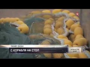 На Дальнем Востоке впервые за 25 лет начался промышленный вылов сельди иваси