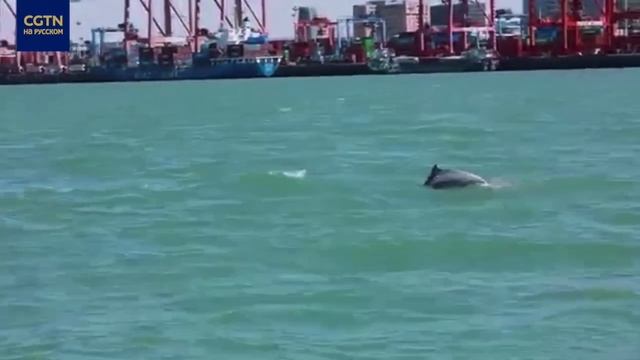 Китайские речные дельфины приветствуют весну в водах Сямэня смотреть онлайн