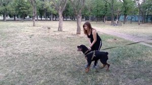 Ротвейлер Тина. Дрессировка на защиту хозяина.