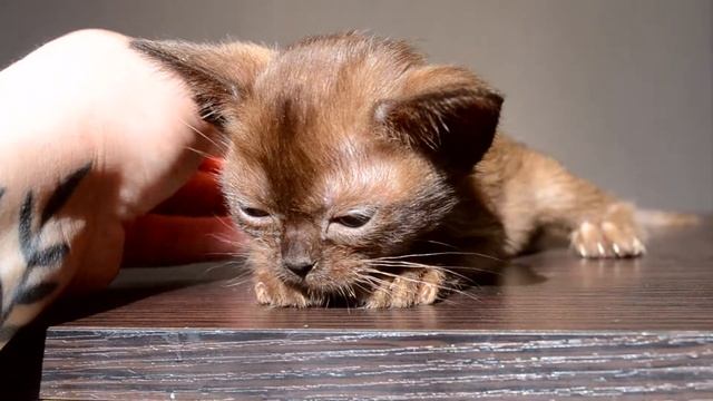 Бурма. Бурманские котята. Питомник бурманских кошек
