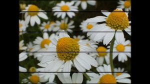 Матрикария цветы