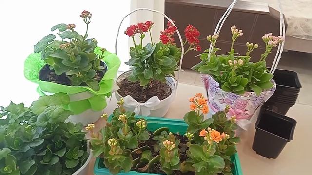 Каланхоэ цветёт. Как заставить каланхоэ цвести #цветы #каланхоэ #какзаставитькаланхоэцвести