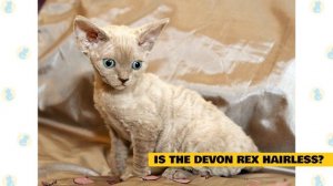 Devon Rex Cats 101 : Fun Facts & Myths