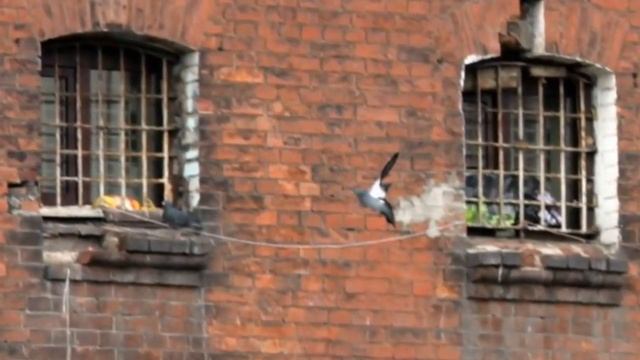 Тюремные Изобретения. Или Как выживают в ТЮРЬМЕ Жесть 2020 февраль смотреть онлайн