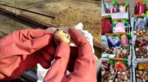 Замачиваем луковицы Тюльпанов перед посадкой