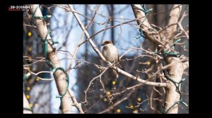 Panasonic LUMIX S 28-200mm f/4-7.1: An All-In-One Lens!