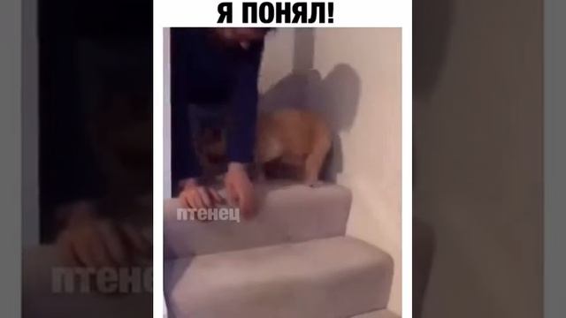 Научил щенка спускаться с лестницы❤️☺️