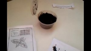 Базилик фиолетовый.Проращивание из семян.Каждый день.