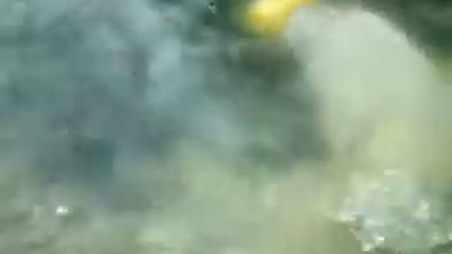 Пражский зоопарк, белый мишка плавает на спине смотреть онлайн