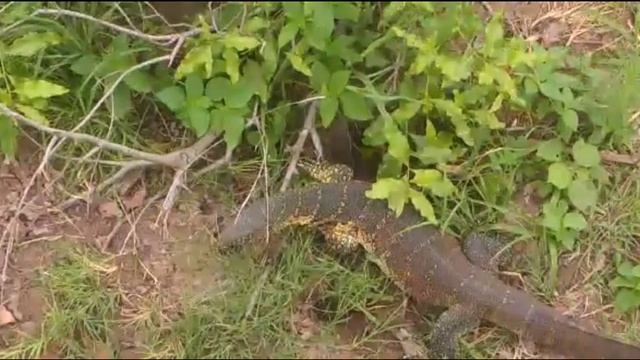 Нильский варан охотится смотреть онлайн