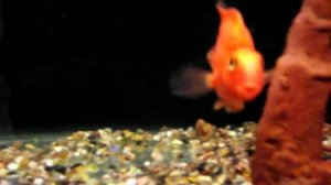 рыбка попугай розовая (Red Parrot Cichlid)