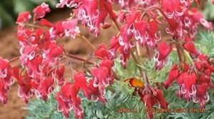 Дицентра красивая Бёрнинг Хатс (dicentra) ? обзор: как сажать, саженцы дицентры Бёрнинг Хатс