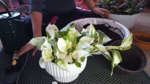 Repotting My Fittonia and Manjula Pothos - Red Nerve Plant