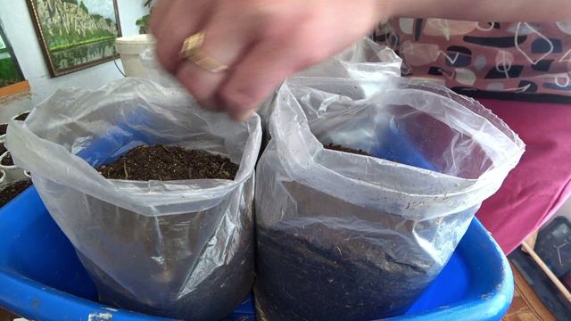 Посев огурцов на ранний урожай