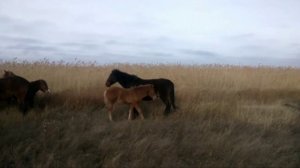 Мороз и нет снега. А где лошади находят воду?!