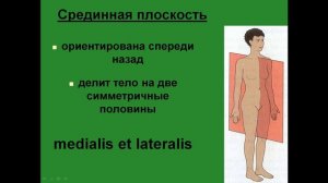 Оси и плоскости в анатомии. Срединная плоскость.