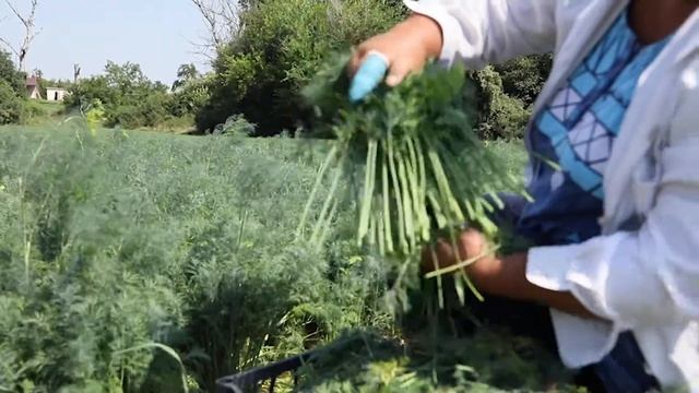 Как резать укроп в пучок. Укроп Аллигатор от Гавриш Профессиональные семена