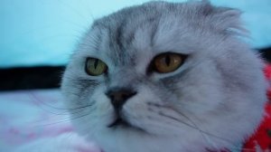24 ЧАСА НА ЗАКОЛДОВАННОМ ОЗЕРЕ В ПАЛАТКЕ С КОТОМ И СОБАКОЙ