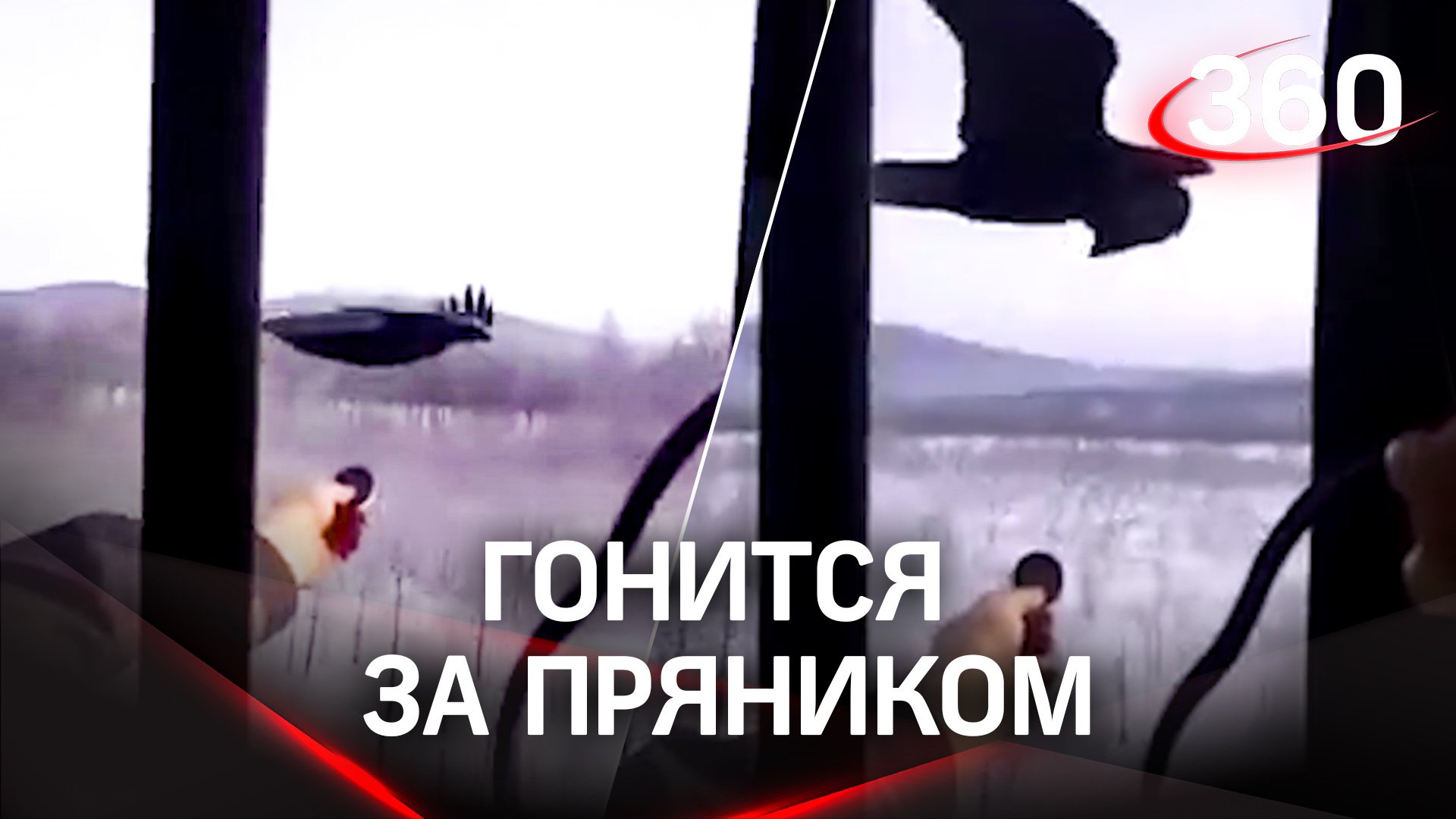 Охота за пряником: ворона обгоняет локомотив ради лакомства