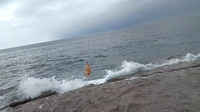 Поймал Остролоба. Рыбалка в Средиземном море. Xyrichtys novacula смотреть онлайн