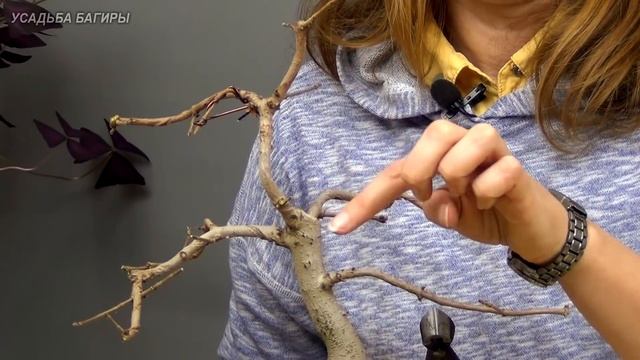 Не самые подходящие виды клена для бонсай (ч.5). смотреть онлайн