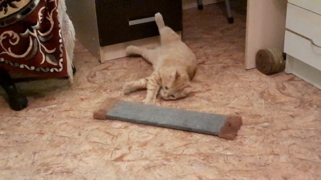 Посмотрите что делает с котом кошачья мята ?? смотреть онлайн