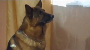Возвращение Мухтара 2. Цыганка Таня