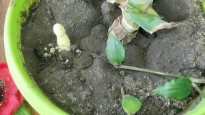 SOS!!!  В цветочном горшке вырос тропический гриб.  Что делать?