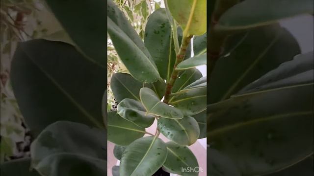 Комнатные растение. смотреть онлайн