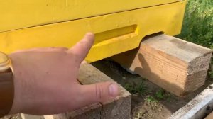 Обзор пластикового улья компании БиХеппи