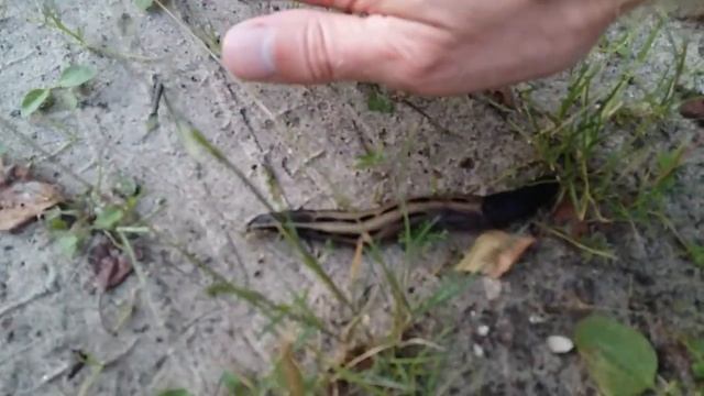 Монстр, европейский эмигрант. Большой слизень - Limax maximus смотреть онлайн